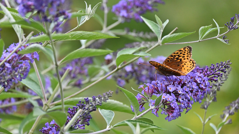 Butterfly on purple butterfly bush flower