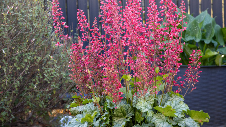 Pink flowering coral bells.