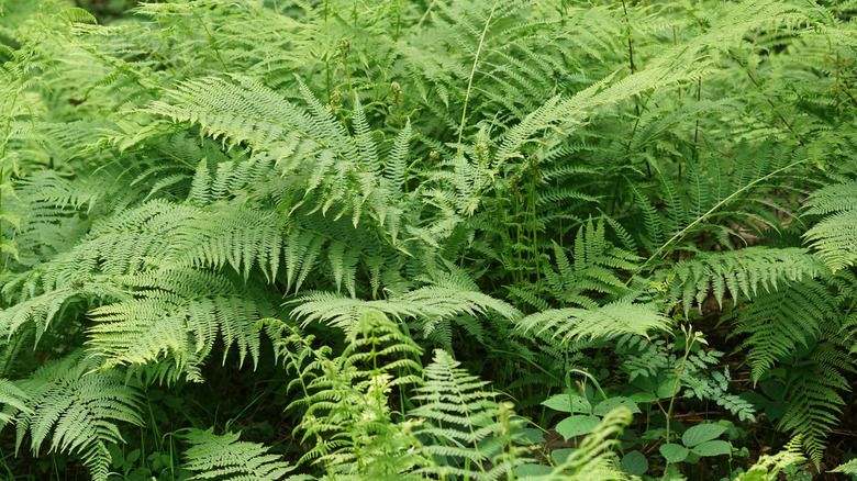 Ferns in the garden