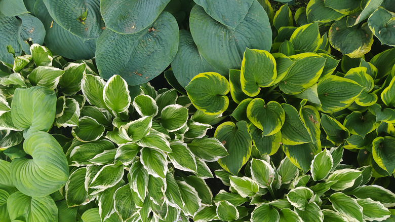 Mixed hostas in a shade bed