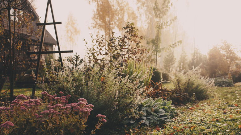 A perennial garden with a bit of frost on the plants