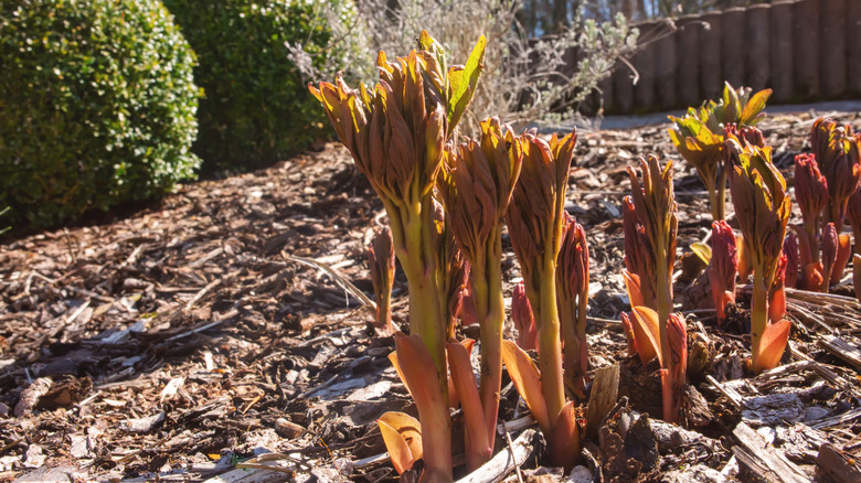 Peony plants popping up in spring