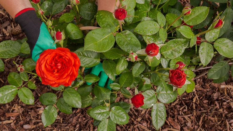 Gardener applying mulch beneath roses
