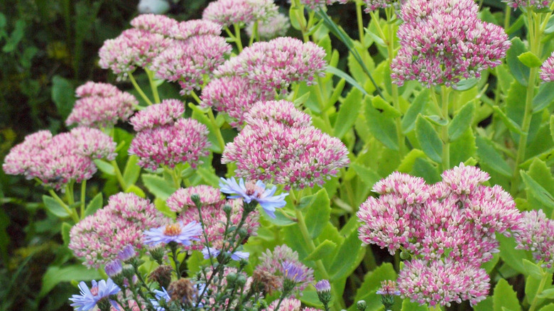 Sedums and asters in a garden