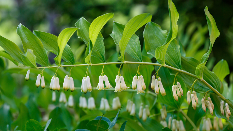 Solomon's seal flowering in a shade garden