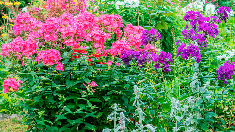 Pink and purple phlox in garden bed