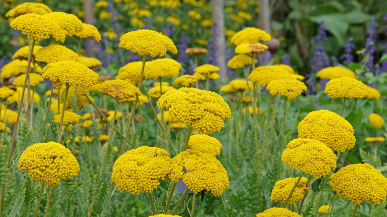 Yellow yarrow in the garden