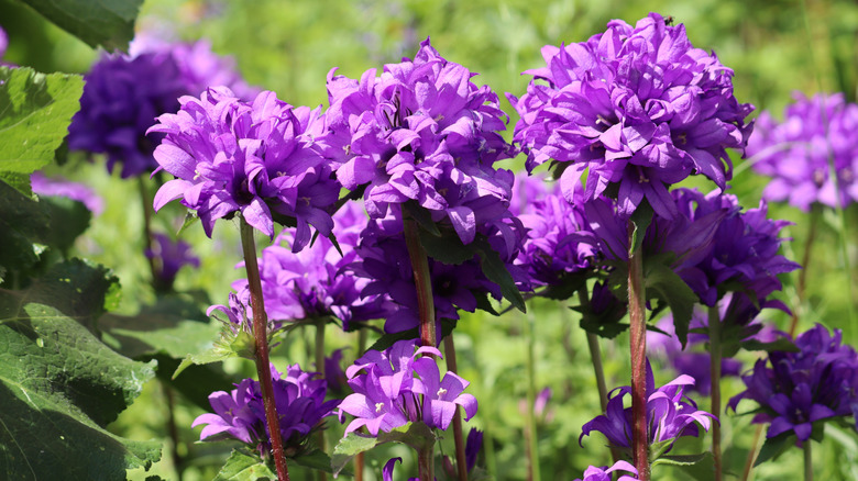 Campanula glomerata in flower