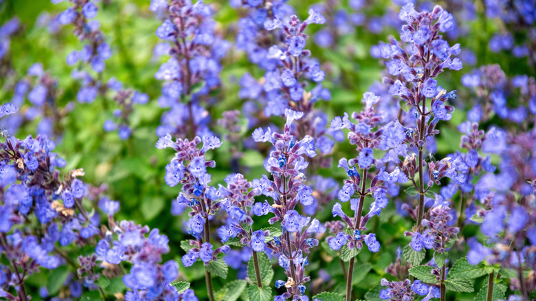 Catmint with purple flowers