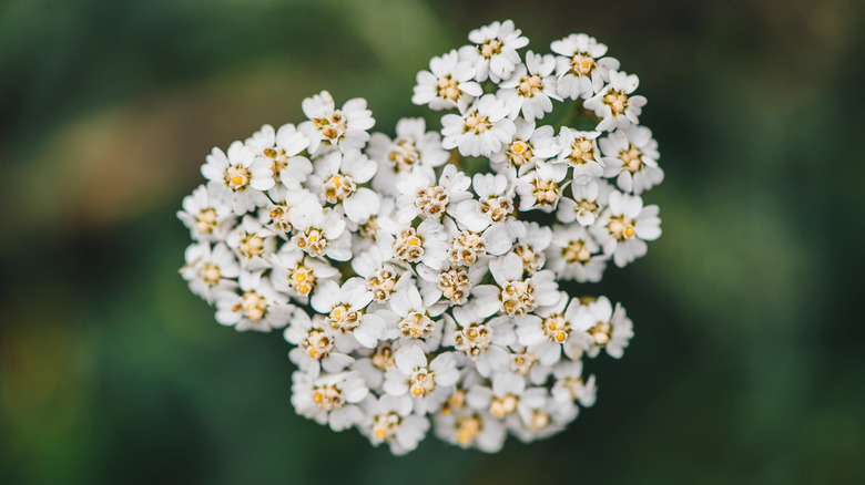 White common yarrow flowers
