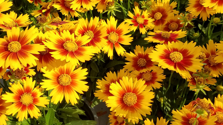 Yellow and gold coreopsis