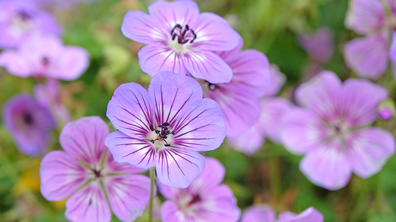 Purple and pink cranesbill geranium