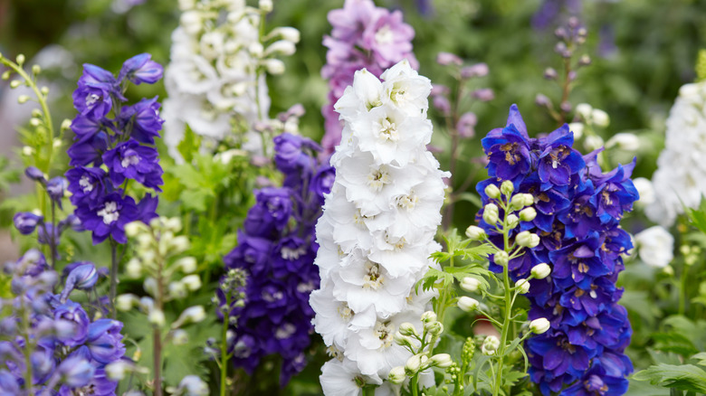 Blue, white, and purple delphiniums