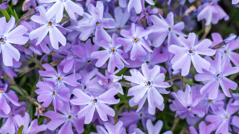 Purple garden phlox flowers