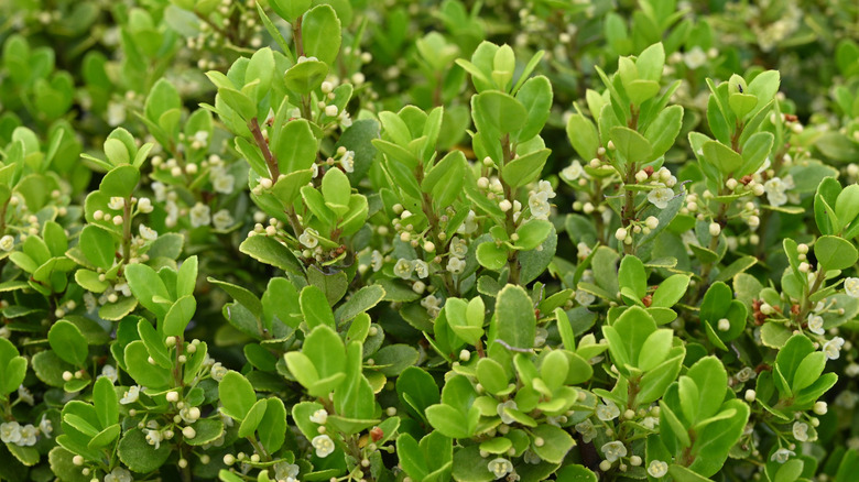 Japanese holly bush