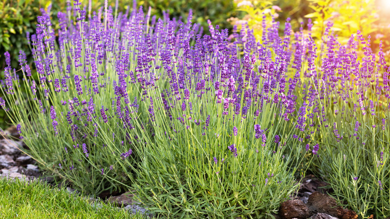 Lavender in a flower bed