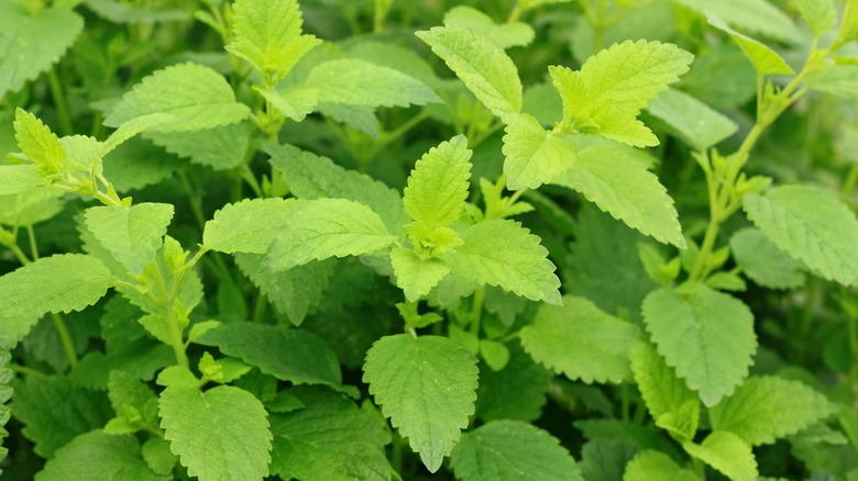 Close up of the leaves of a lemon balm plant
