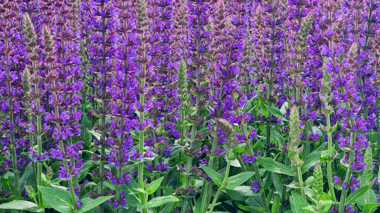 A wall of purple salvia plants