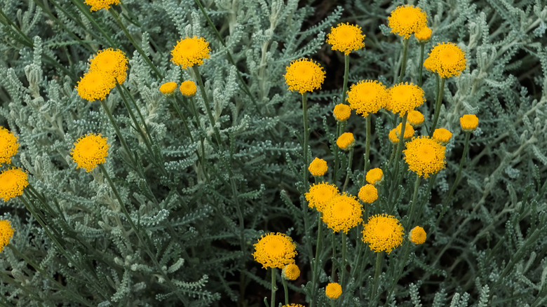 Close up of yellow santolina flowers and silvery gray foliage