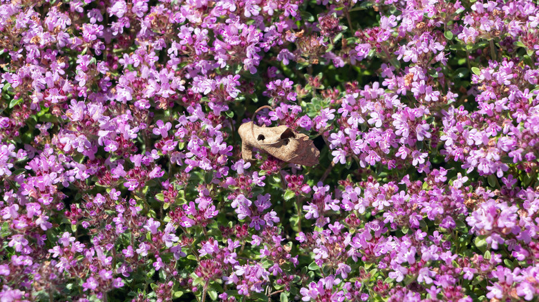 Flowering thyme with pink flowers