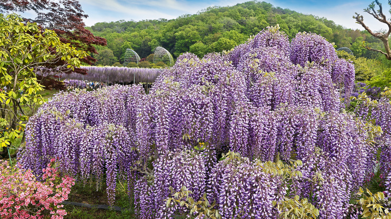 Wisteria tree with purple flowers