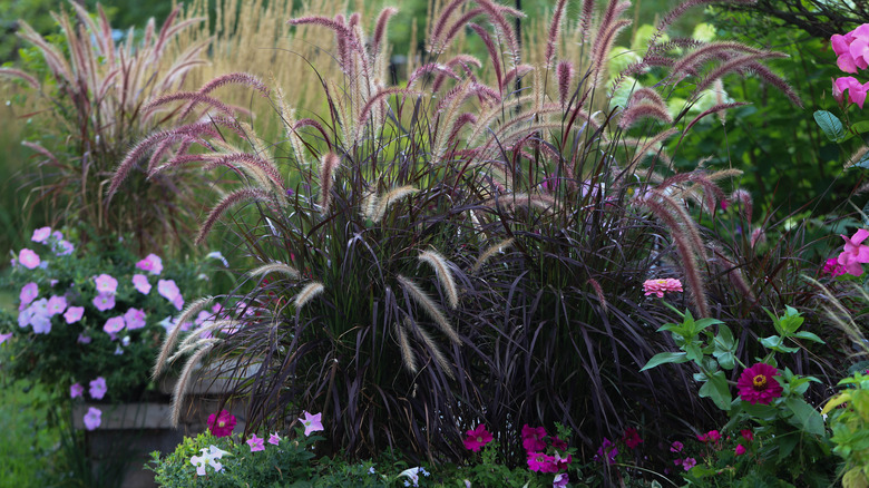 Purple fountain grass growing with other plants