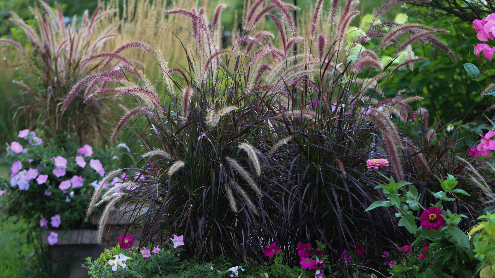 15 Perfect Ornamental Grasses For Your Yard