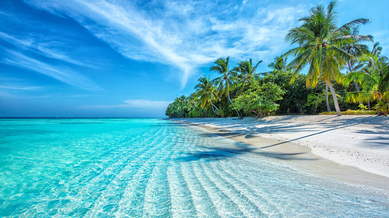 tropical beach with palm trees