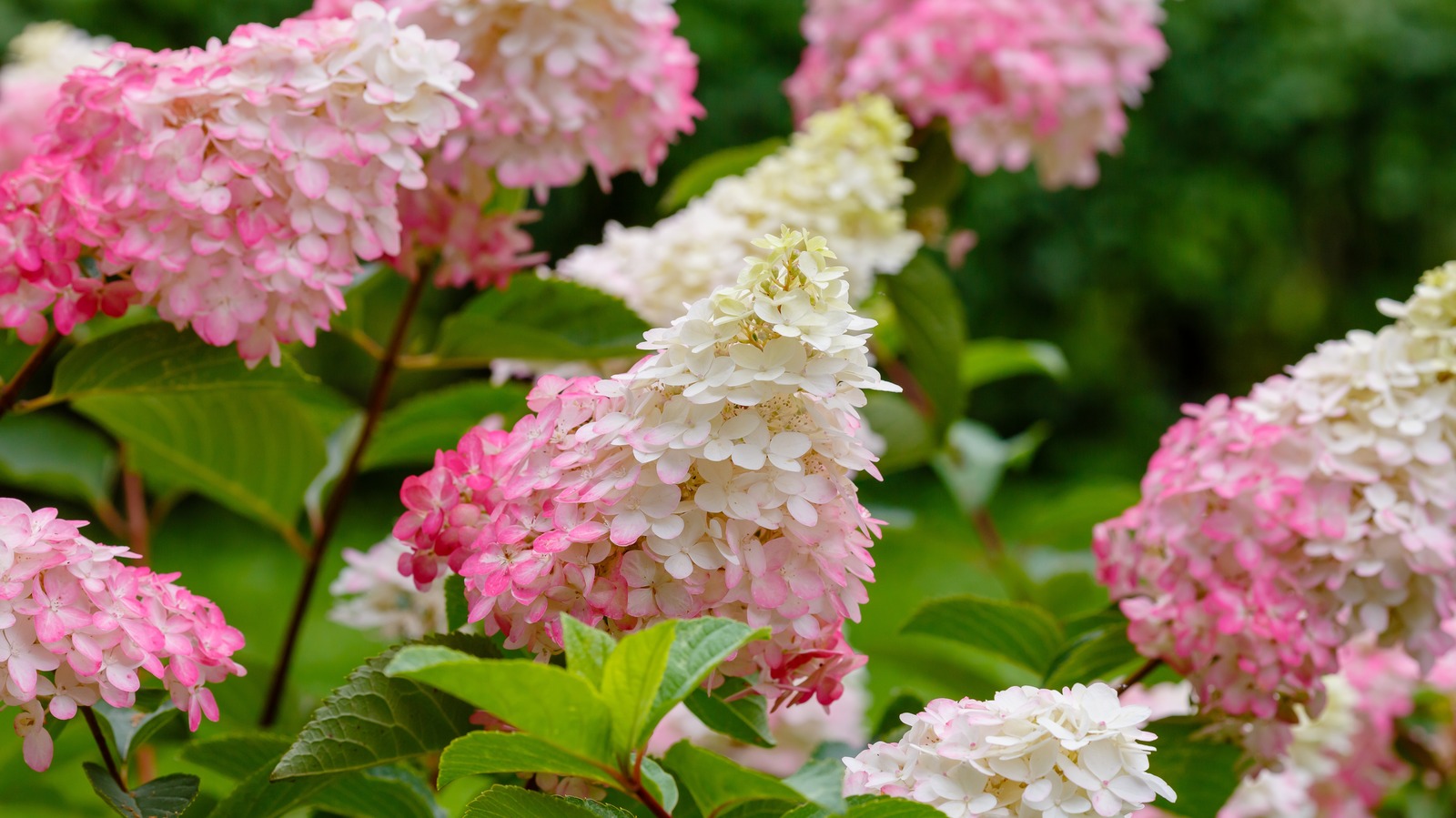 Dried Hydrangea Flowers on Medium Stems 5 Pink, Cream, and Lime