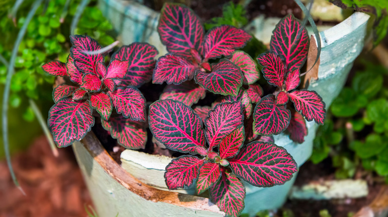 pink nerve plant houseplant