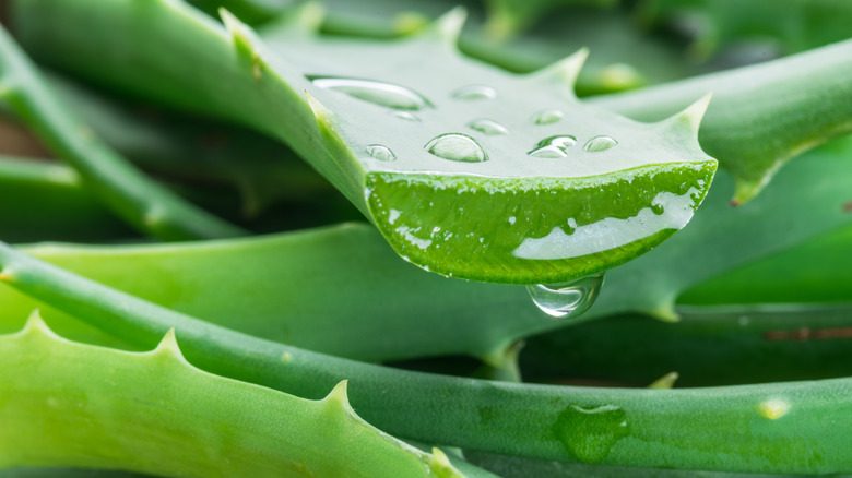 Aloe vera plant juice