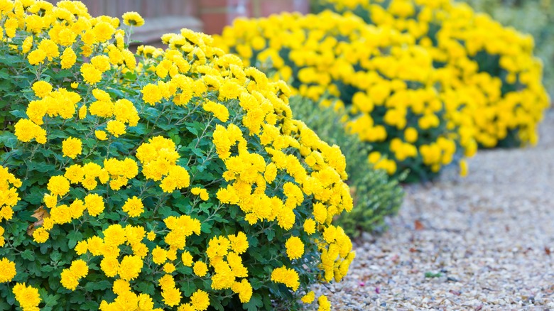 Yellow chrysanthemum blooms