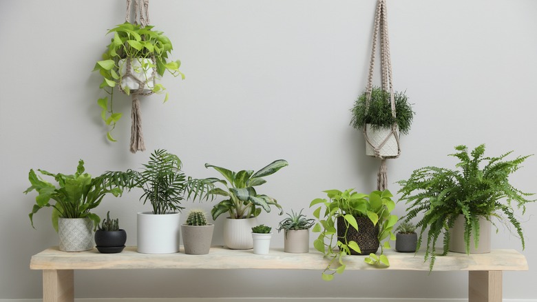 Low-light plants in containers 