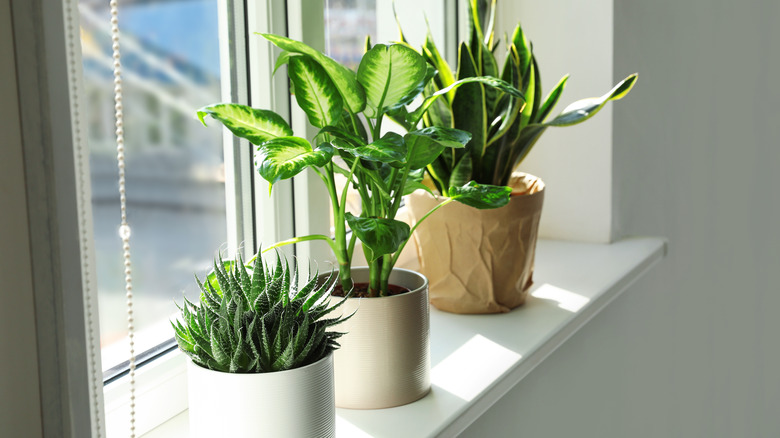 houseplants next to window