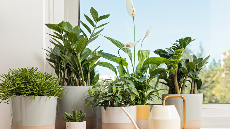 Plants in a window