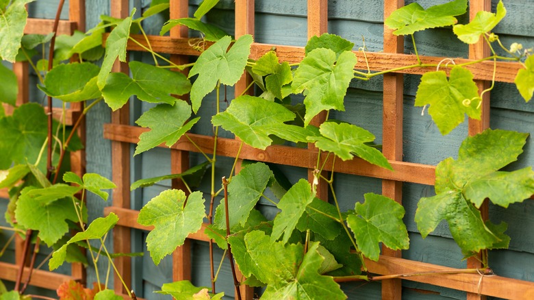 Vines on a trellis