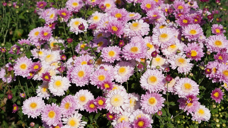 A flower bed of purple and white chrysanthemums