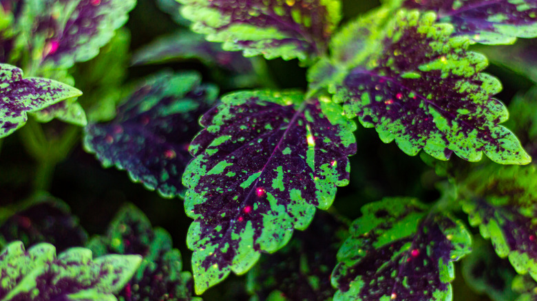 Beautiful coleus leaves in shades of green and purple