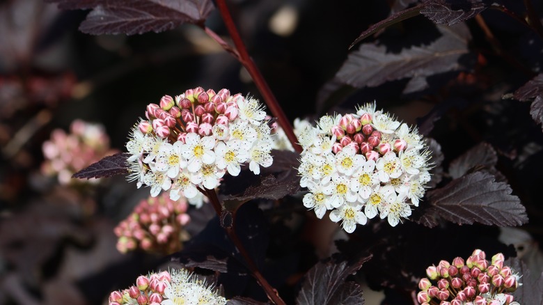 White flowers of the common ninebark with dark purple foliage