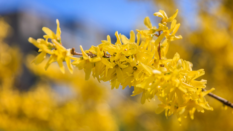 Close up of bright yellow forsythia flowers in bloom