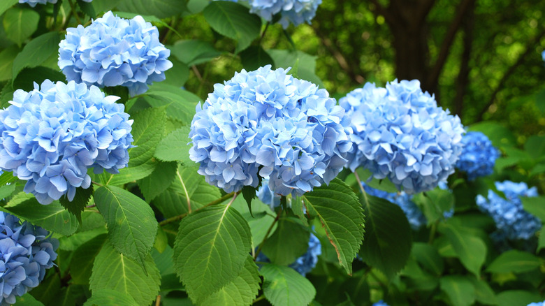 Blue hydrangea flowers