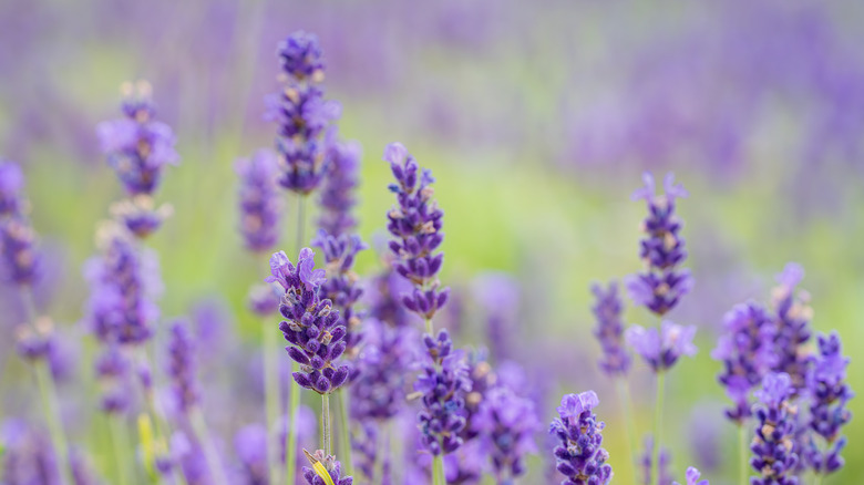 Close up of flowering purple lavender