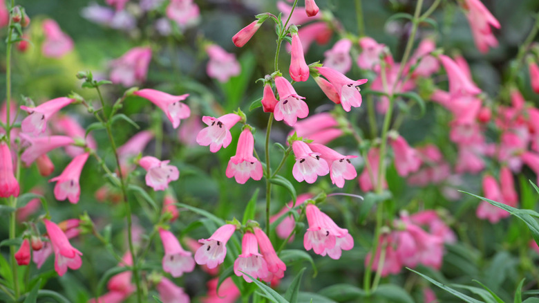 Pale pink penstemons in bloom