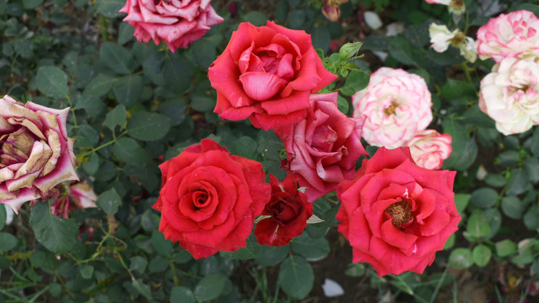 Close up of red roses