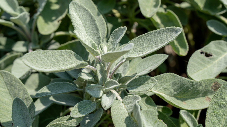 Fresh, lush salvia officinalis sage bush
