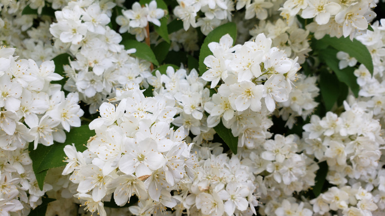 White flowers of the slender deutzia