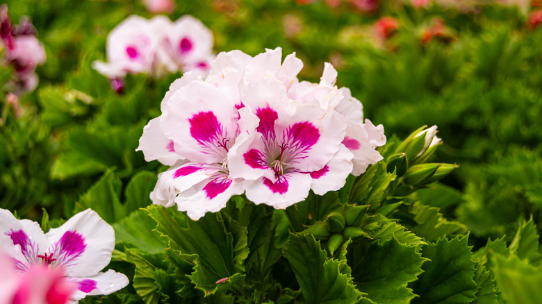 White and pink tender geranium pelargonium
