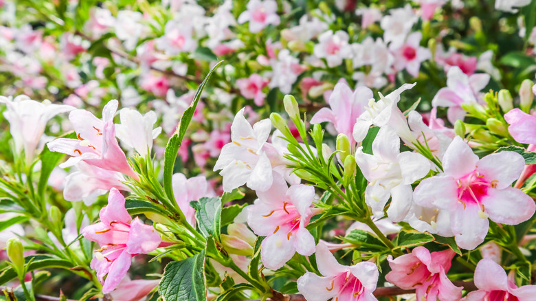 Pale pink and white weigela florida flowers