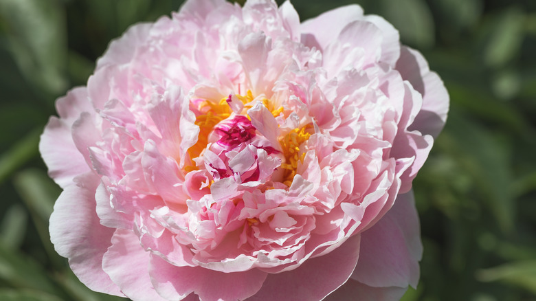 giant peony flower 