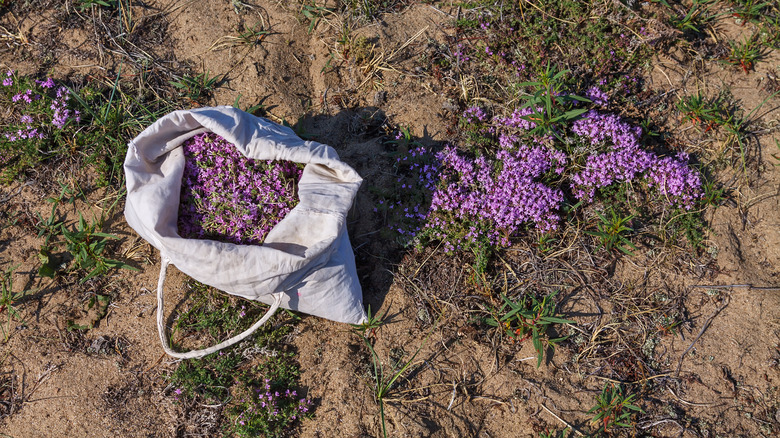 Thyme growing in sandy soil